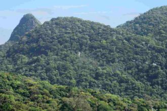 Brasil apresenta na COP proposta para manter florestas tropicais em pé