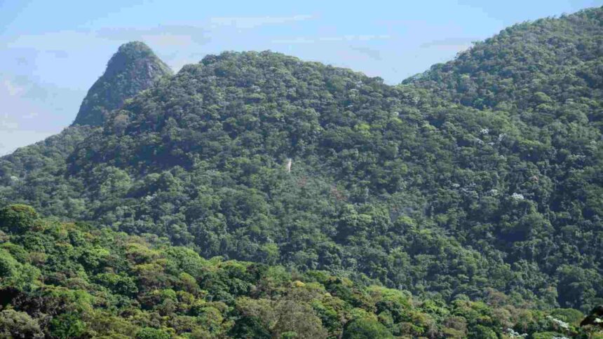 Brasil apresenta na COP proposta para manter florestas tropicais em pé