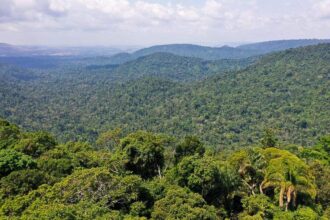 Estudo quer fim do desmatamento legal para zerar gases estufa no país 