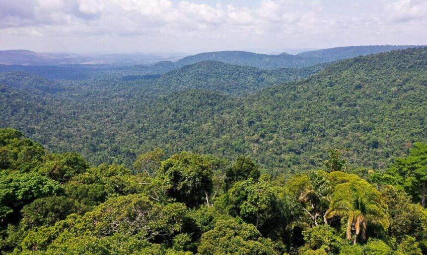 Estudo quer fim do desmatamento legal para zerar gases estufa no país 