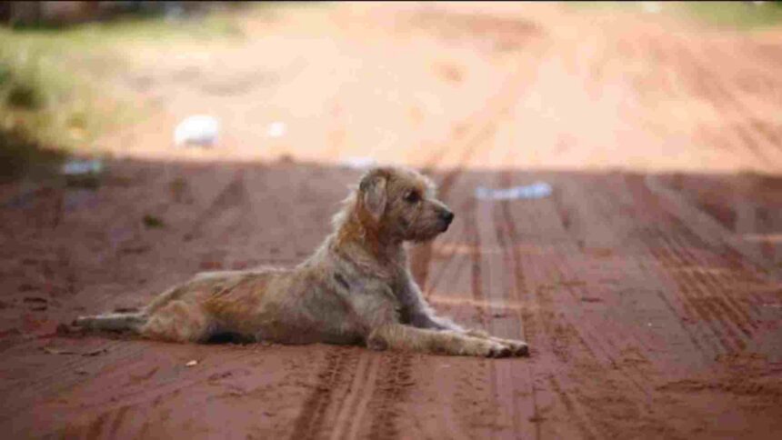 animais prefeitura Cachorro