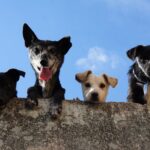 Supermercado realiza feira de adoção de animais neste sábado em Campo Grande