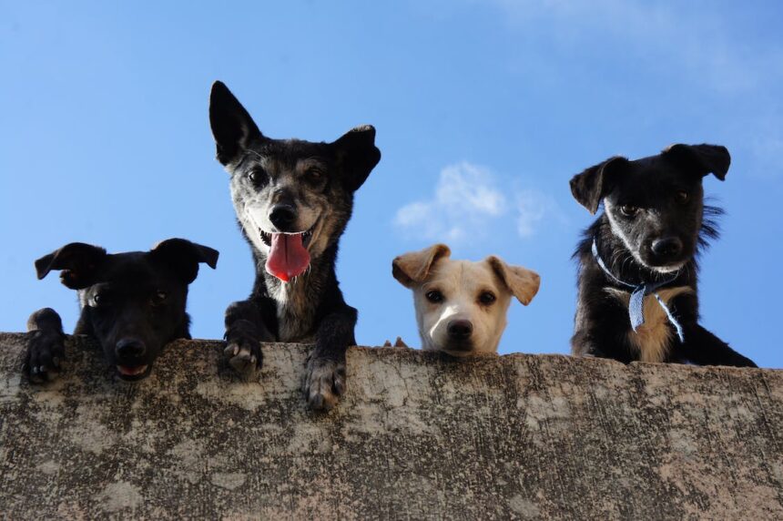 Supermercado realiza feira de adoção de animais neste sábado em Campo Grande