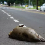 Corpo de capivara é encontrado nos Altos da Avenida Afonso Pena