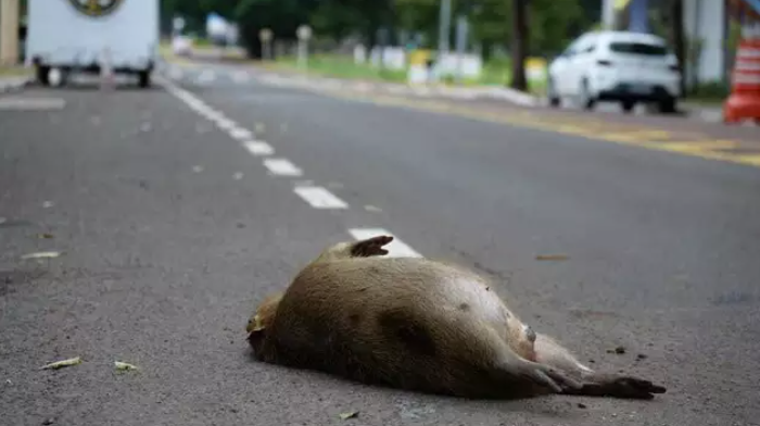 Corpo de capivara é encontrado nos Altos da Avenida Afonso Pena