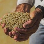 Governo define parâmetros para importação de arroz. Para consumidor, preço final do quilo será de R$ 4