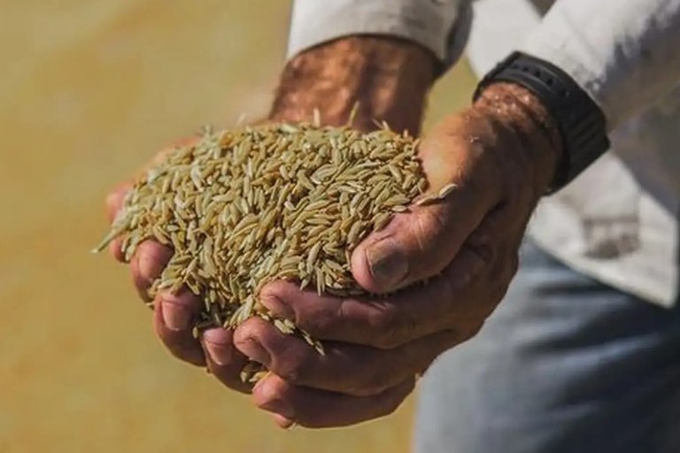 Governo define parâmetros para importação de arroz. Para consumidor, preço final do quilo será de R$ 4