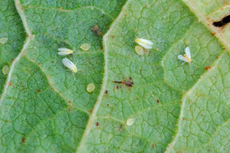 Inseticida a base de plantas para combater mosca-branca em lavouras é criado por Instituto