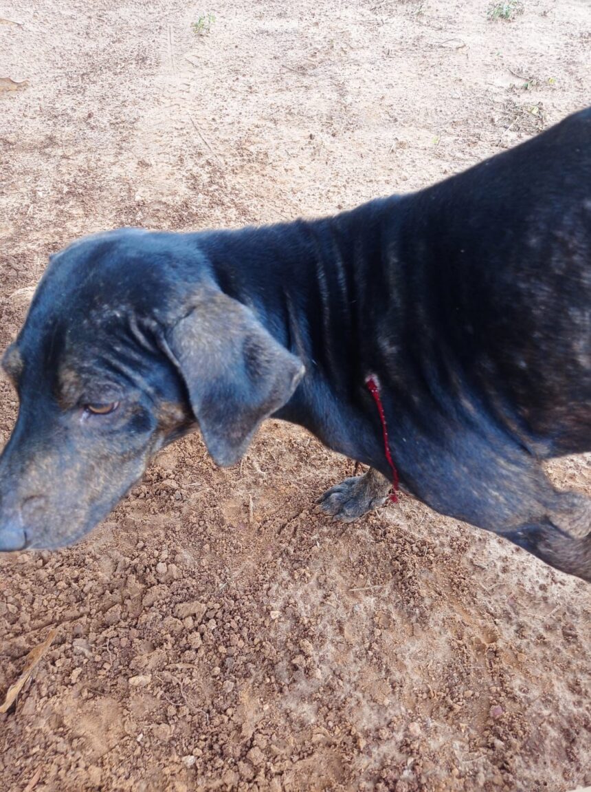 Mulher é presa por atirar em cachorro com espingarda de pressão, em Aquidauana