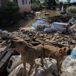 Quase 10 mil animais foram resgatados durante as enchentes no RS