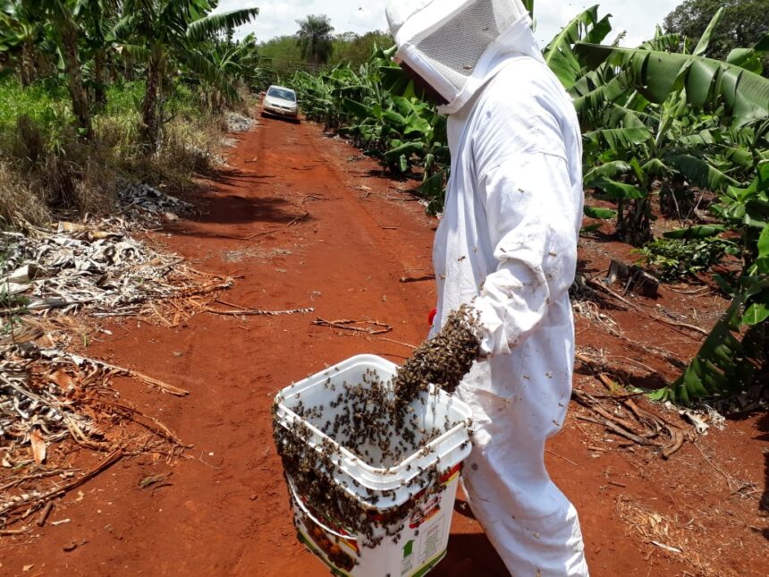 Abelhas morrem contaminadas por pulverização irregular e produtora ganha R$ 100 mil de indenização