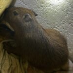 Capivara era mantida em cárcere em uma boca de fumo na Vila Industrial