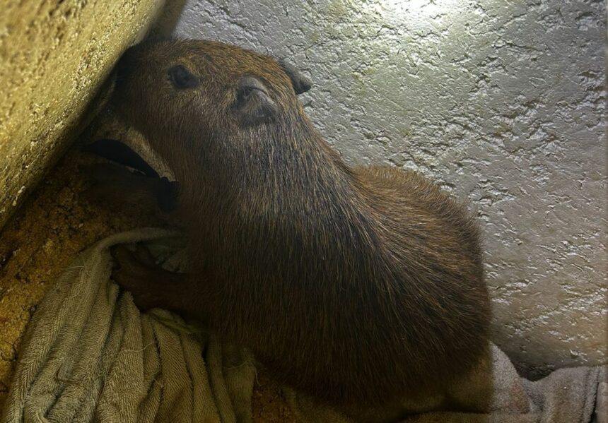 Capivara era mantida em cárcere em uma boca de fumo na Vila Industrial