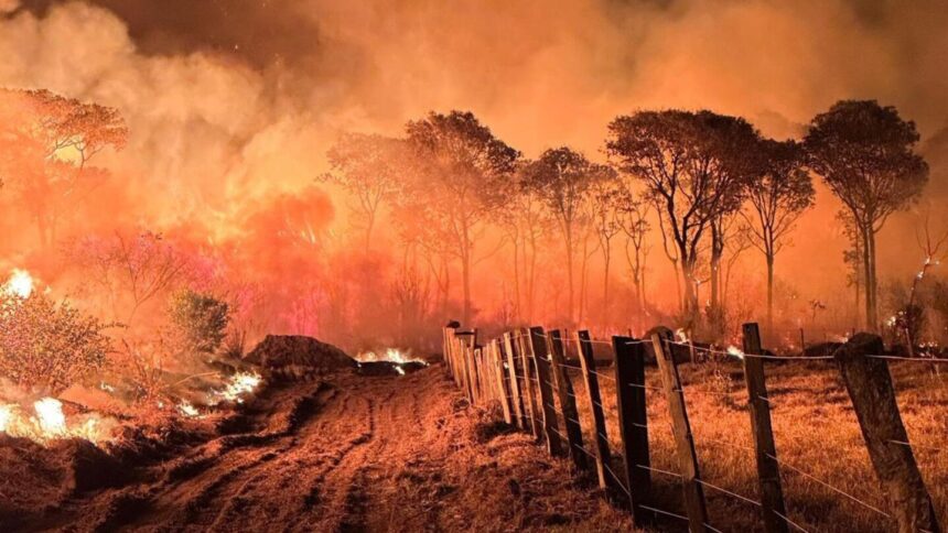 ARTIGO: O fogo destrói o Pantanal e queima a verdade