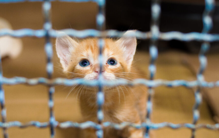 Prefeitura de Campo Grande realiza feira de adoção de pets neste domingo