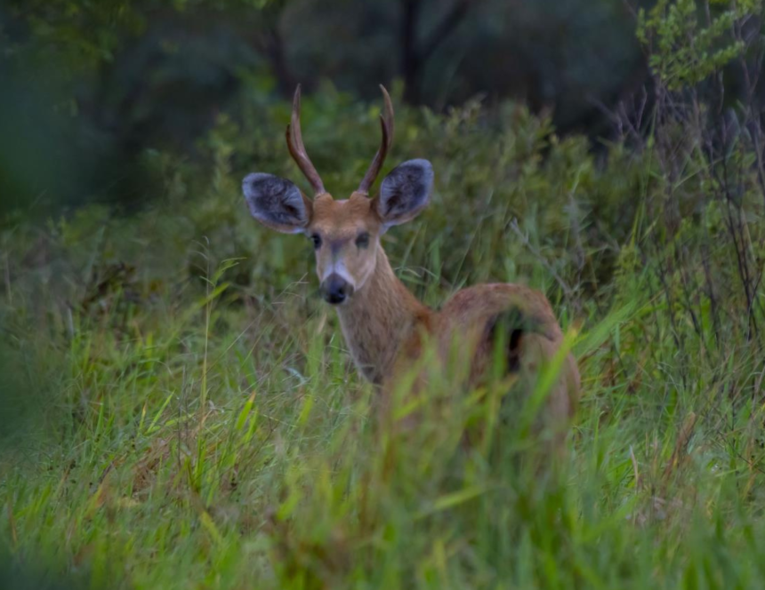 Empresa de celulose celebra presença de animais ameaçados de extinção em florestas de MS