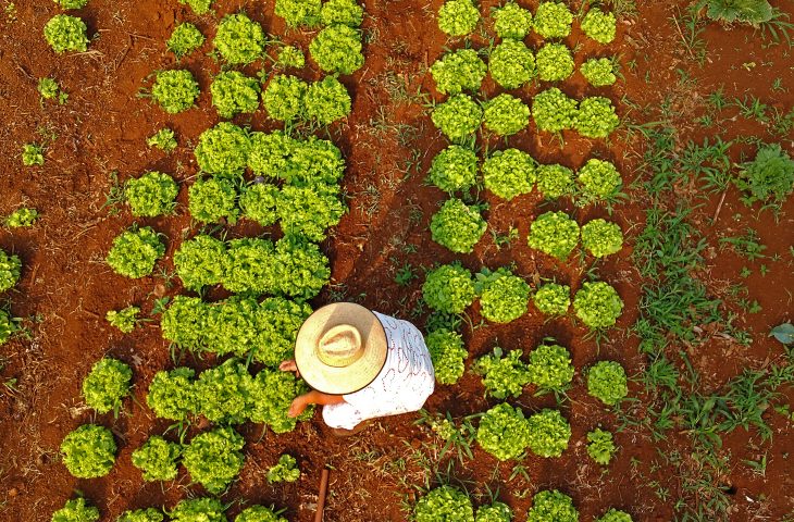 Com 80 mil famílias, MS contempla agricultura familiar com projetos inclusivos e inovadores