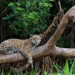 Empreendedores de MS têm oportunidade de alavancar ideias de negócio relacionadas ao Cerrado e Pantanal