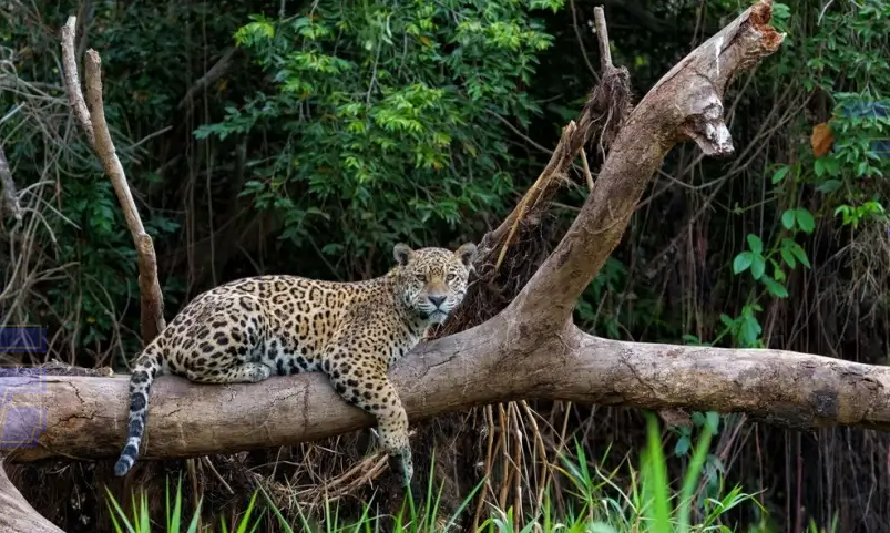 Empreendedores de MS têm oportunidade de alavancar ideias de negócio relacionadas ao Cerrado e Pantanal