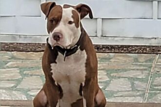 pitbull desaparecido 2