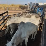 gado roubado em Uberaba