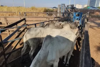 gado roubado em Uberaba