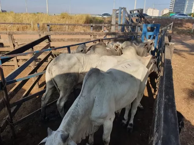 gado roubado em Uberaba