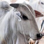 pará, boi, vaca louca - protocolo