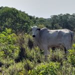 Gado roubado em Acorizal Foto Polícia Militar de Mato Grosso