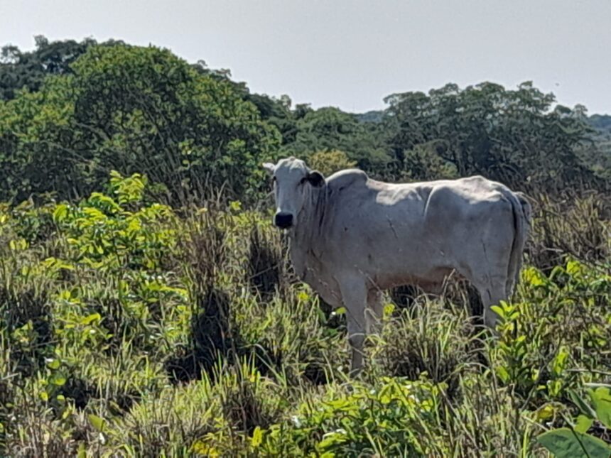 Gado roubado em Acorizal Foto Polícia Militar de Mato Grosso