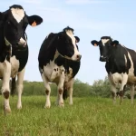 vacas da raça holandesa para pecuária leiteira