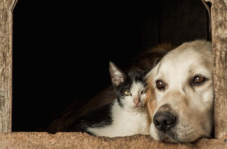 Superintendência de Proteção Animal realiza festival para discutir saúde única em agosto