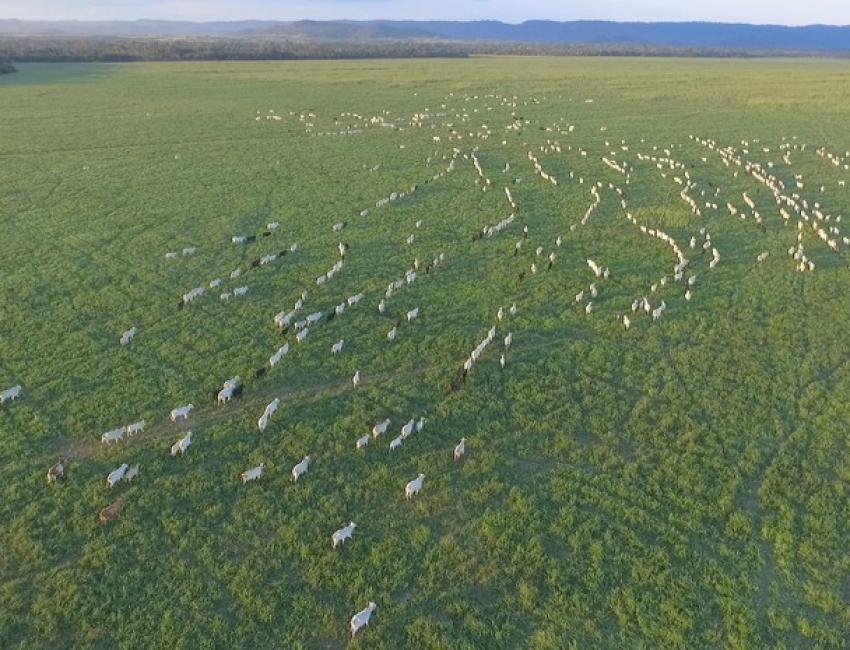 boi gordo, arroba, pecuária, propriedade rural, terra, área