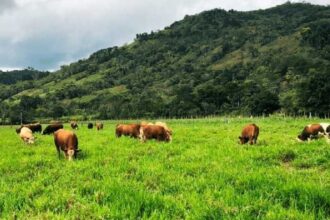 Pecuária: saiba como planejamento nutricional pode diminuir custos e aumentar produção