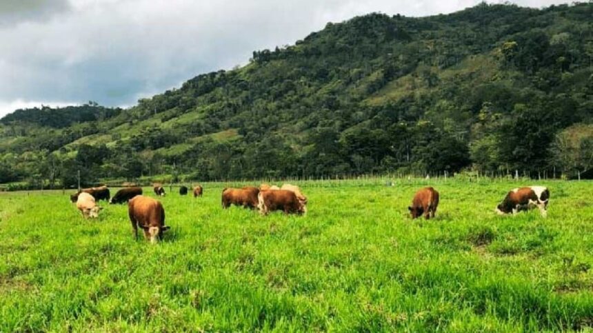 Pecuária: saiba como planejamento nutricional pode diminuir custos e aumentar produção