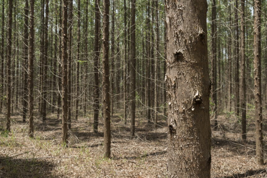 Arauco abre processo seletivo para operação florestal no Mato Grosso do Sul