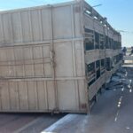 Caminhão carregado com bois caído em pista de Várzea Grande.