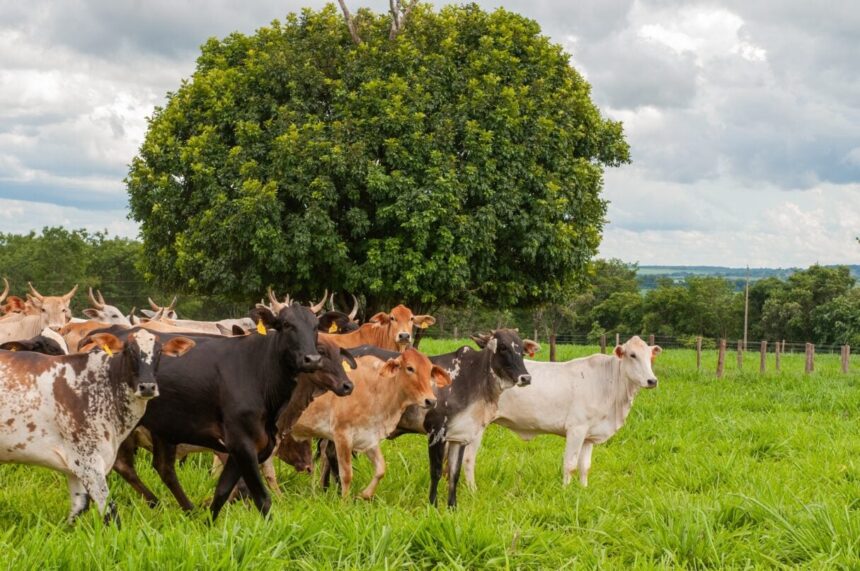 Goiás quer avançar no combate à brucelose e à tuberculose bovina