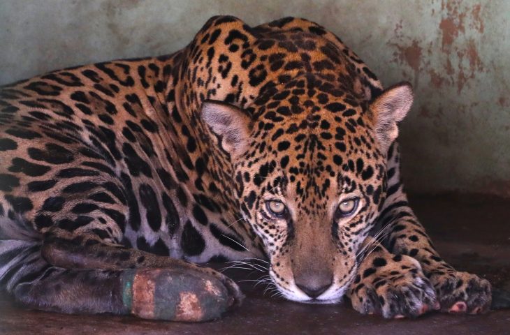 Com tratamento específico, onças-pintadas se recuperam e Miranda pode voltar à natureza em 30 dias