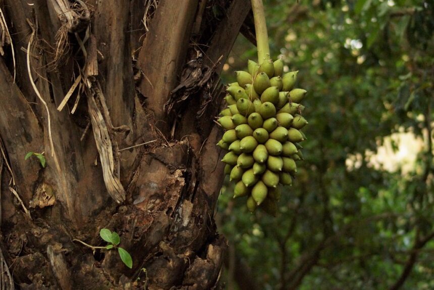 Frutos de acuri são colhidos em Campo Grande para serem enviados às araras azuis do Pantanal