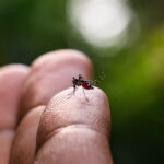 Brasil ultrapassa a marca de meio milhão de casos prováveis de dengue, com 75 mortes