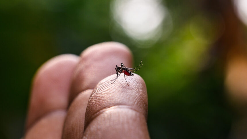 Brasil ultrapassa a marca de meio milhão de casos prováveis de dengue, com 75 mortes