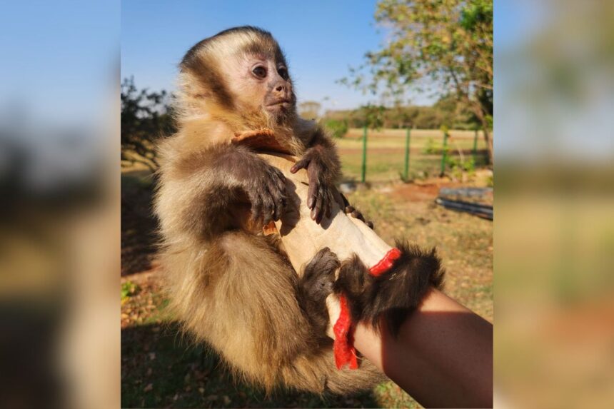 macaquinho