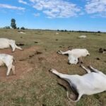 gado morto por onda de frio no Pantanal