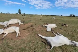 gado morto por onda de frio no Pantanal