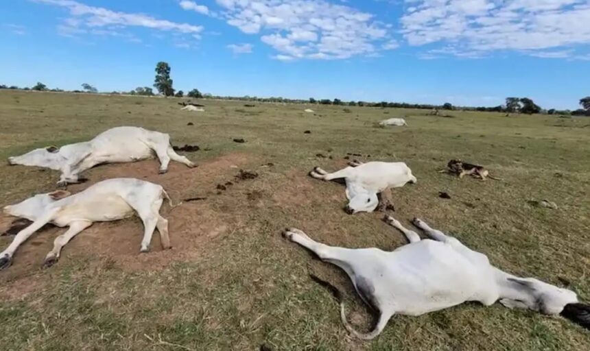 gado morto por onda de frio no Pantanal