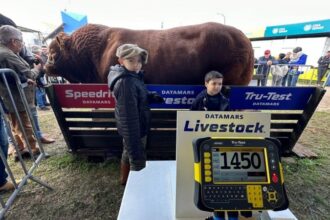 Peso recorde de 1.450 kg garante bicampeonato ao touro Hudson na Expointer