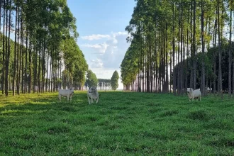 integração lavoura pecuária floresta