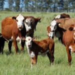 rebanho bovino furto de gado rio grande do sul boi