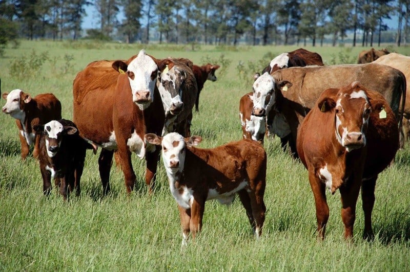 rebanho bovino furto de gado rio grande do sul boi